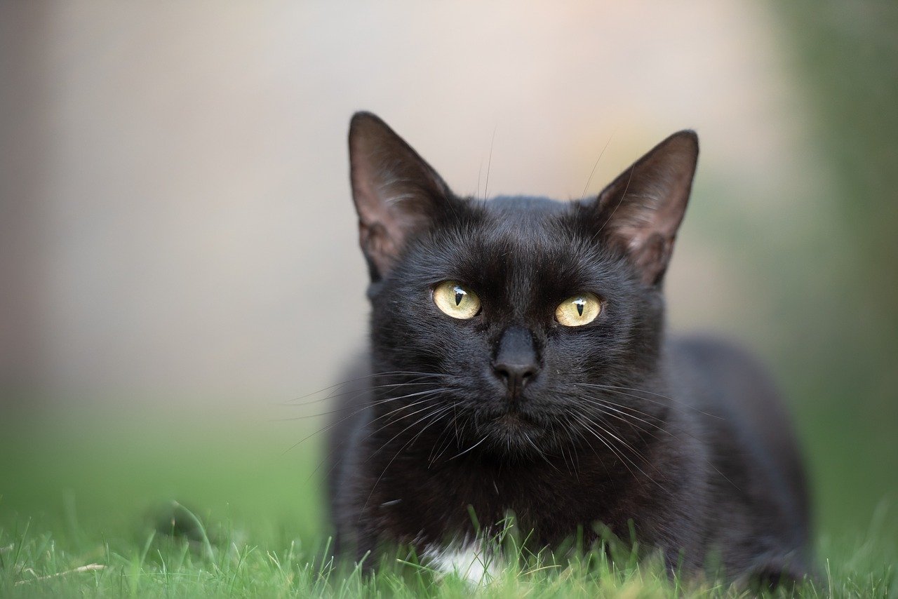 black cat, kitten, cat-3739702.jpg